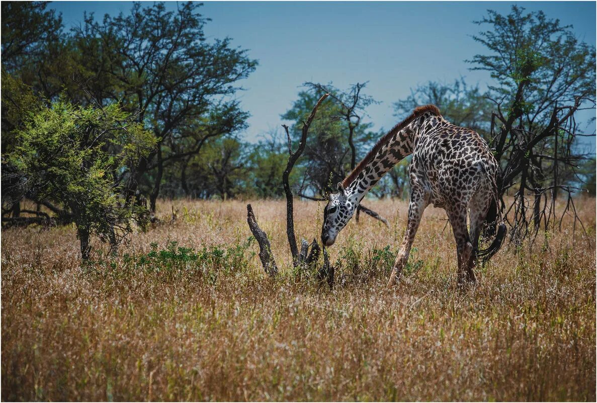 А у жирафа шея длинная. Длинная шея жирафа. Танзания Мадагаскар. Tanzania Scientific Giraffe study.