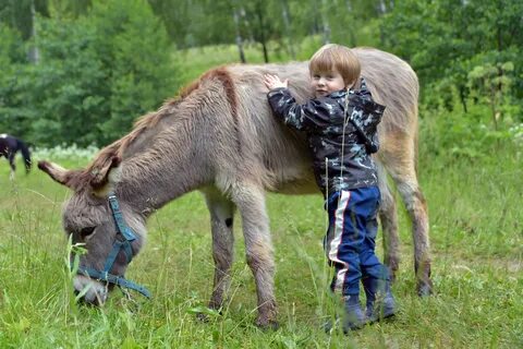 Вести под уздцы лошадь