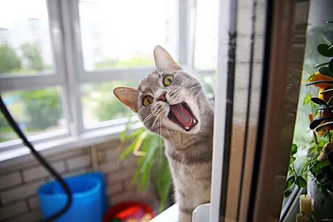 Окно ору