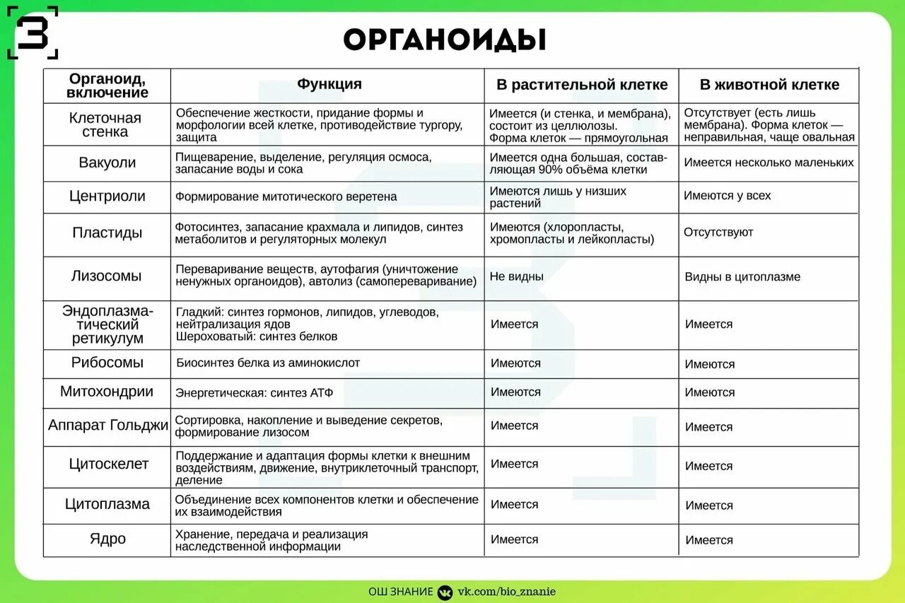Описание строения органоидов клетки. Таблица строение клетки органоиды строение функции. органоиды клетки строение и функции таблица. таблица клеточные органоиды строение и функции. функции органоидов растительной клетки егэ.
