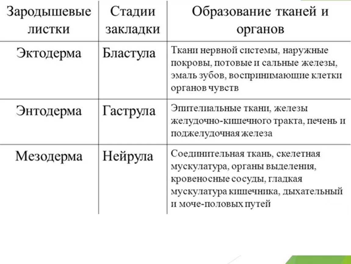 Какой зародышевый листок формируется на стадии. Развитие органов и систем органов из зародышевых листков. Зародвшевые листки что образует. Что из какого зародышевого листка образуется таблица. Формирование органов из зародышевых листков таблица.