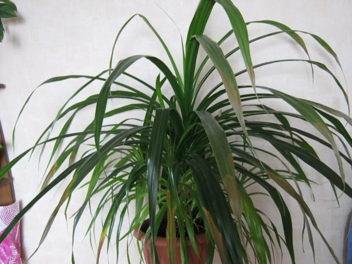 Комнатное растение панданус. Драцена пальма панданус. хлорофитум панданус. панданус винтовая пальма. цветок пальма панданус.