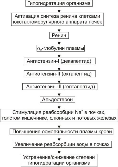 Гипогидратация это. Гипогидратация организма. Механизм гипогидратации. Механизм устранения гипергидратации. Компенсация гипогидратации.