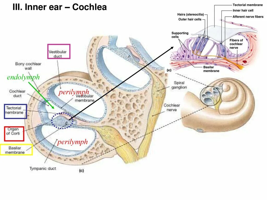 Строение улитки внутреннего уха в разрезе. Строение улитки внутреннего уха анатомия. Структура улитки внутреннего уха. Орган слуха строение улитки. Улитка выполняет функцию