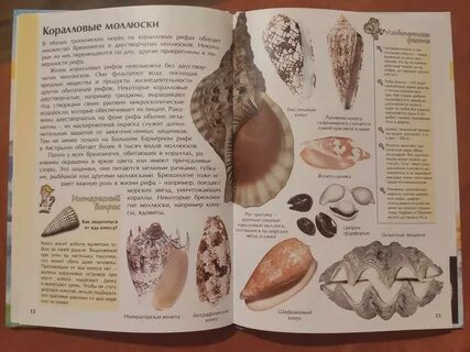 Книга ракушек