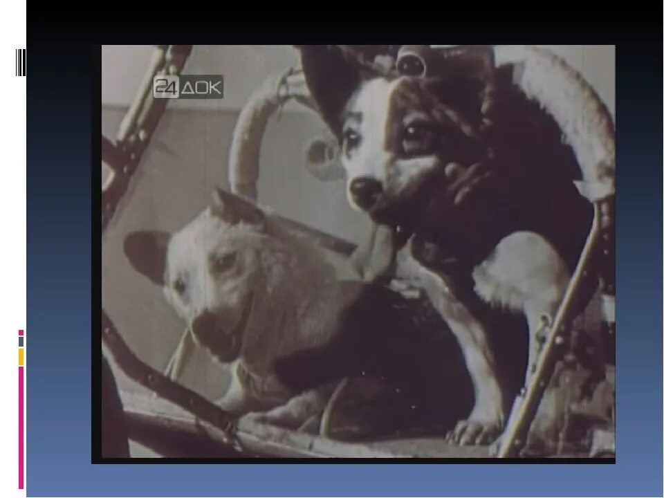 Белка и стрелка полёт в космос 1958. Собаки белка и стрелка в космосе. Спутник 5 белка и стрелка. Белка которая летала в космос. Фото белки полетевшей в космос