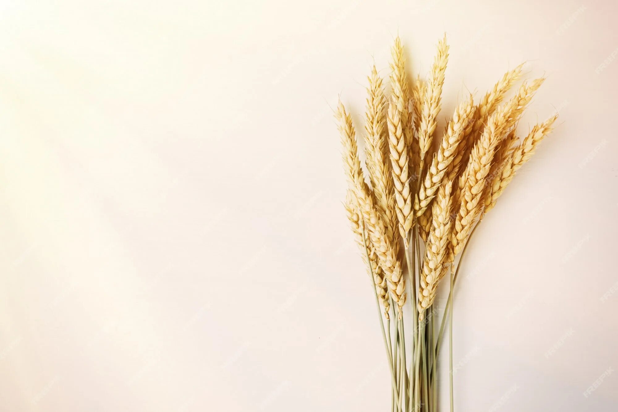 White wheat