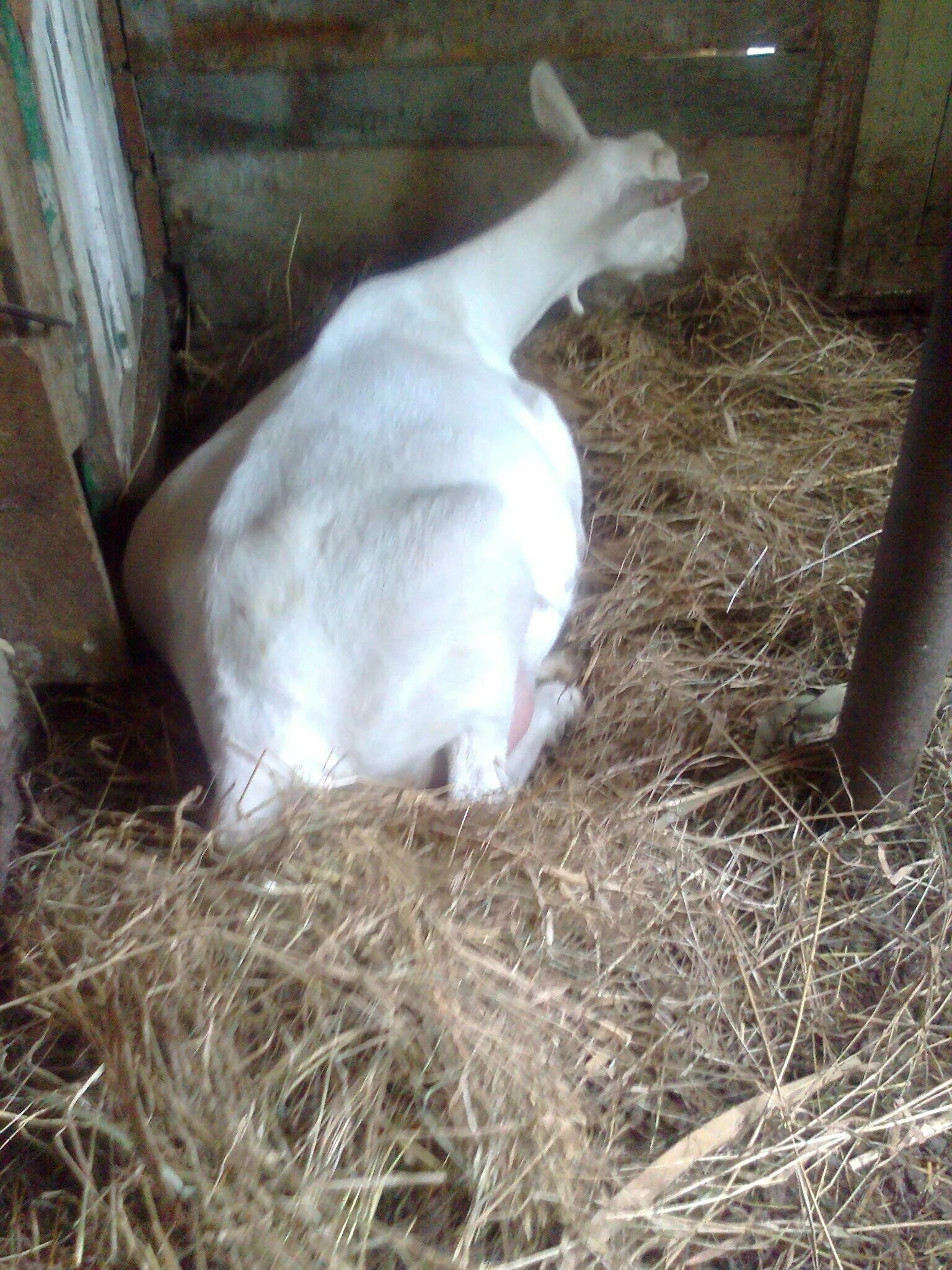 Срок беременности козы.