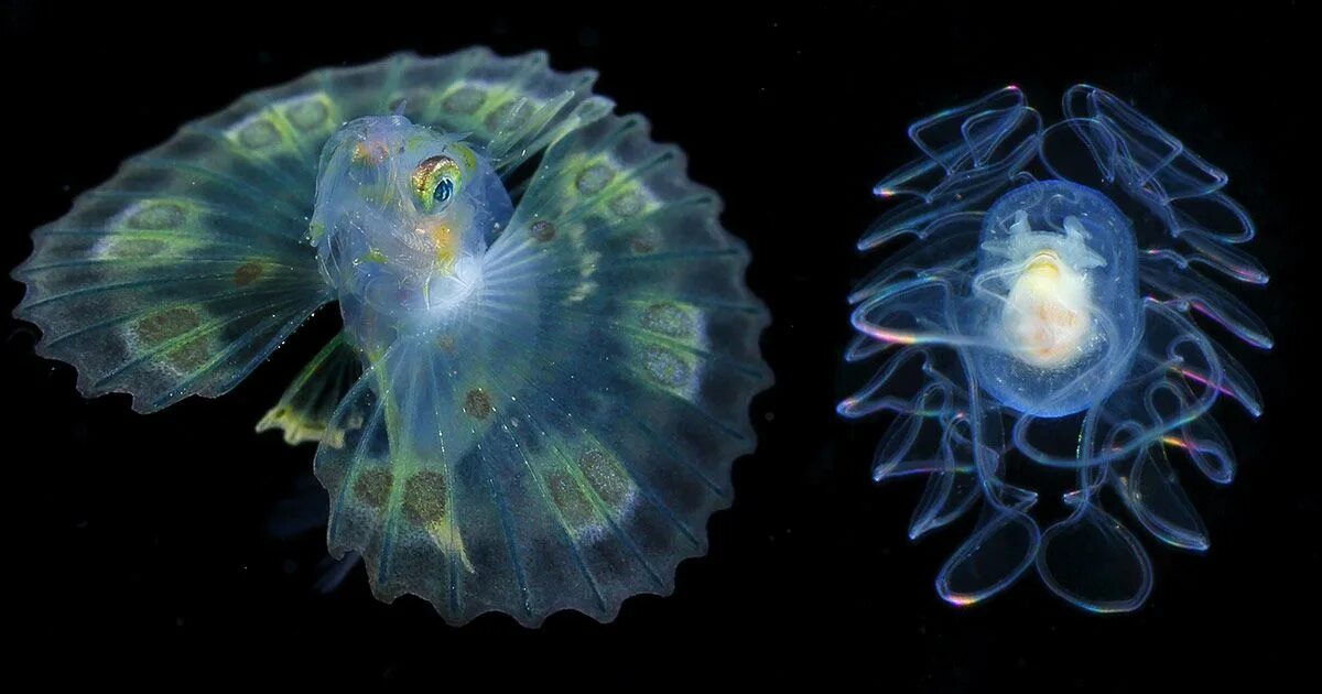 Светящийся орган. Планктон Сальпа. Светящиеся рыбы. Светящиеся рыбы на глубине. Фотофоры у рыб.