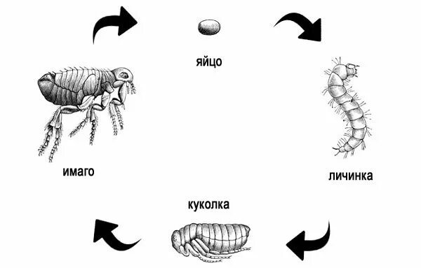 Какой тип метаморфоза характерен для человеческой блохи. Цикл развития блохи схема. Блоха человеческая строение жизненный цикл. Личинка блохи строение. Цикл развития блохи человеческой.