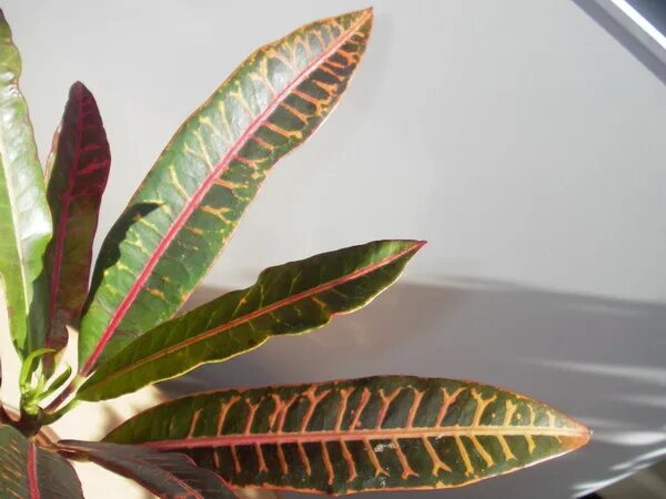 кротончик. цветок кротон. кодиеум ( кротон) голд сан. кодиеум кротон вредители. кротончик.