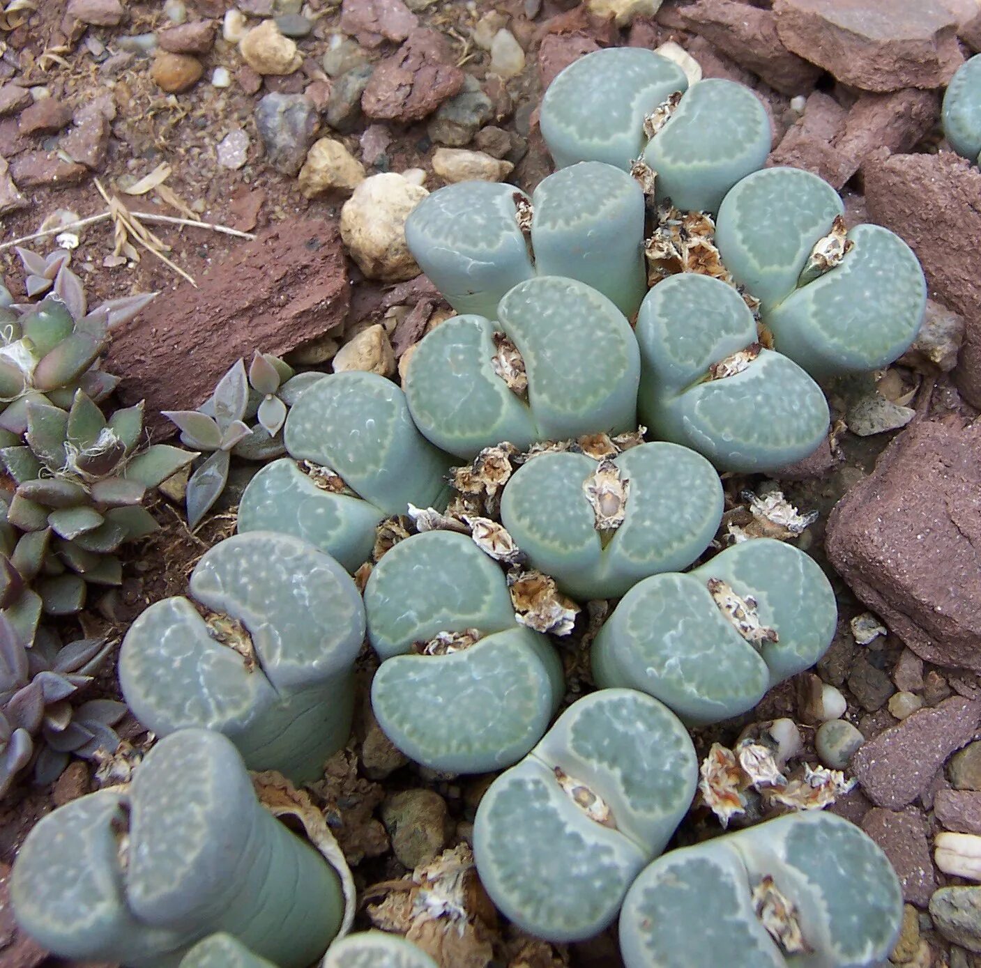 Суккулент литопс. Литопс Джезин. Суккуленты литопсы. Lithops salicola. Литопс Франца.