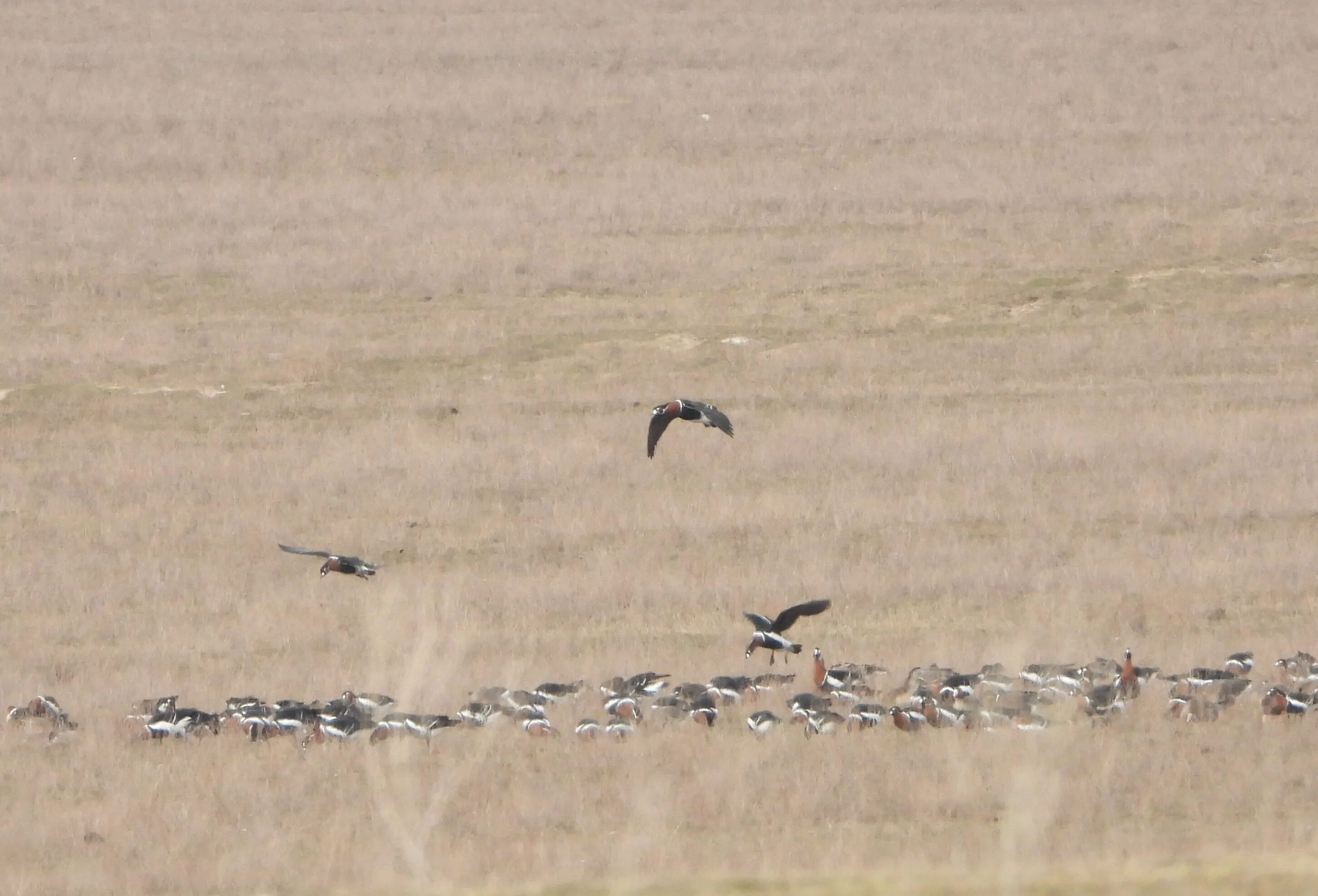 1 черные земли