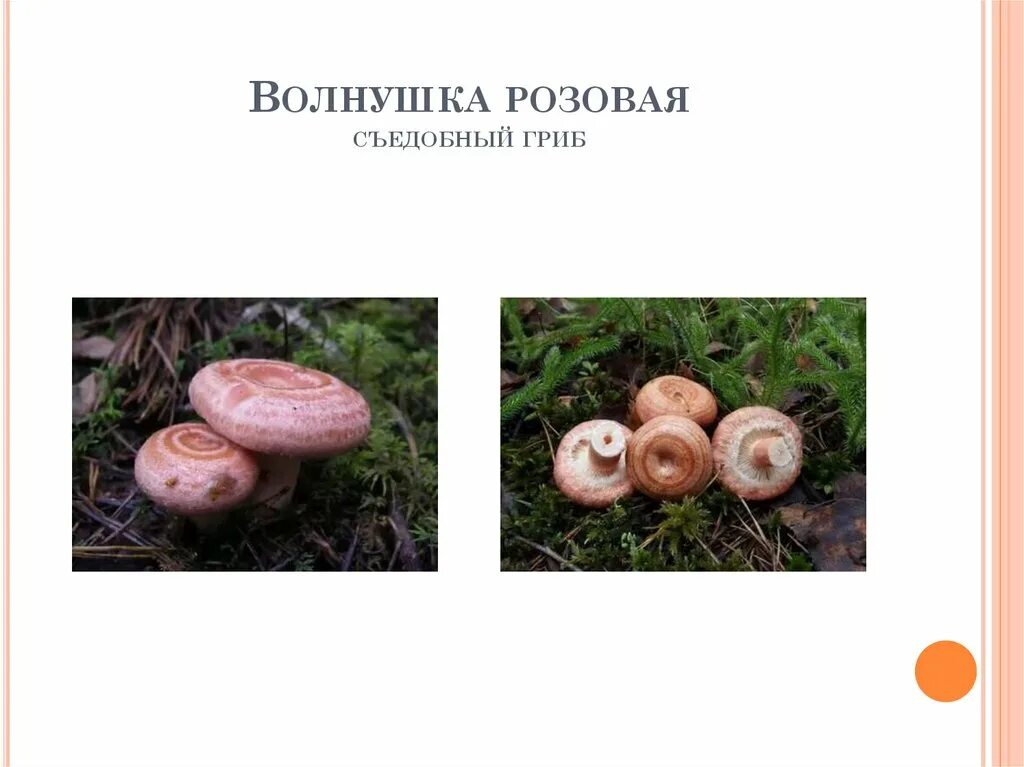 Волнушка съедобный или нет. Волнушка розовая съедобный. Волнушка гриб съедобный или нет. Волнушки ложные как отличить. Волнушки грибы фото и описание.