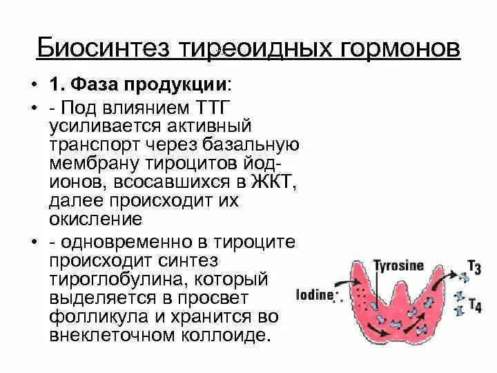 Использование йода для синтеза гормонов. Схема синтеза тиреоидных гормонов. Тиреоидные гормоны Синтез биохимия. Биосинтез гормонов щитовидной железы. Этапы биосинтеза тиреоидных гормонов.