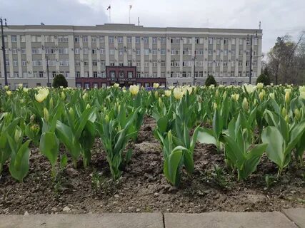 Тюльпаны владикавказ