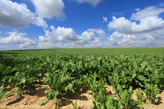 Field of the beetroot. Stock Photo Adobe Stock