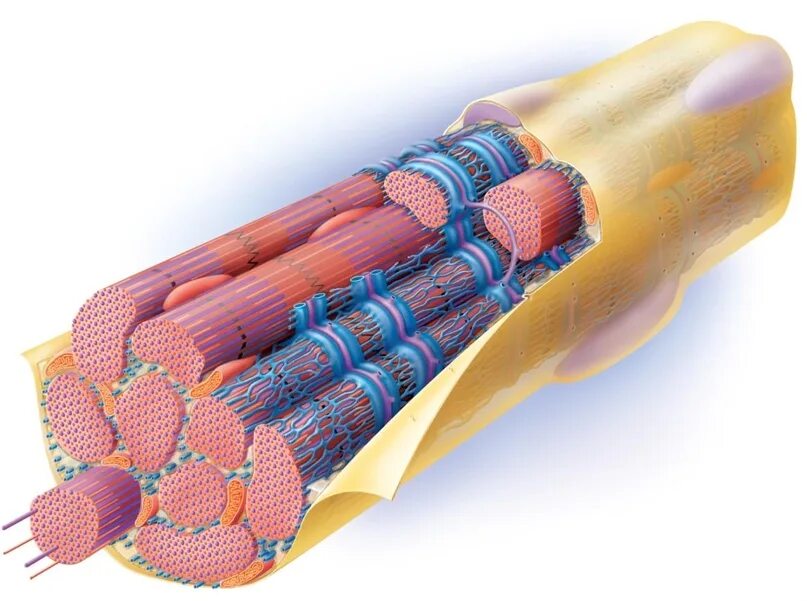 Мышечное волокно это. Саркоплазматический ретикулум мышечного. Миофибриллы мышечного волокна. Трубочки саркоплазматический ретикулум. Миофибриллы и митохондрии.