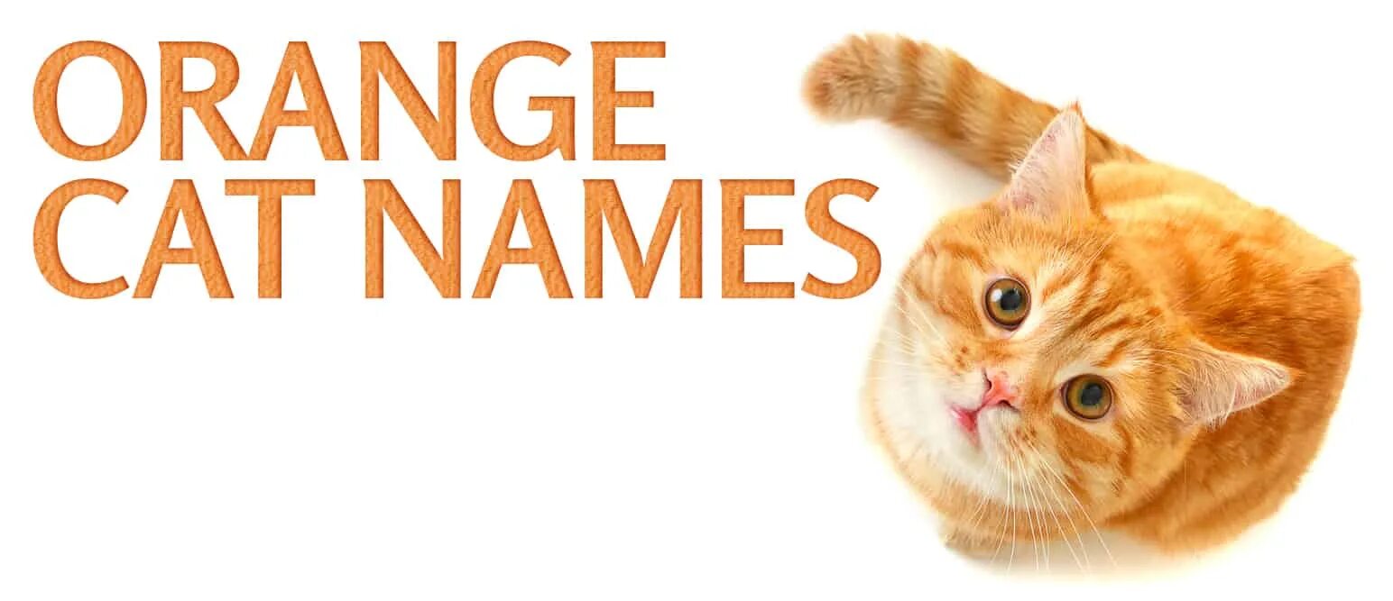 Имя кэт. Cat Orange одежда. Cat boy Orange. Cat names.