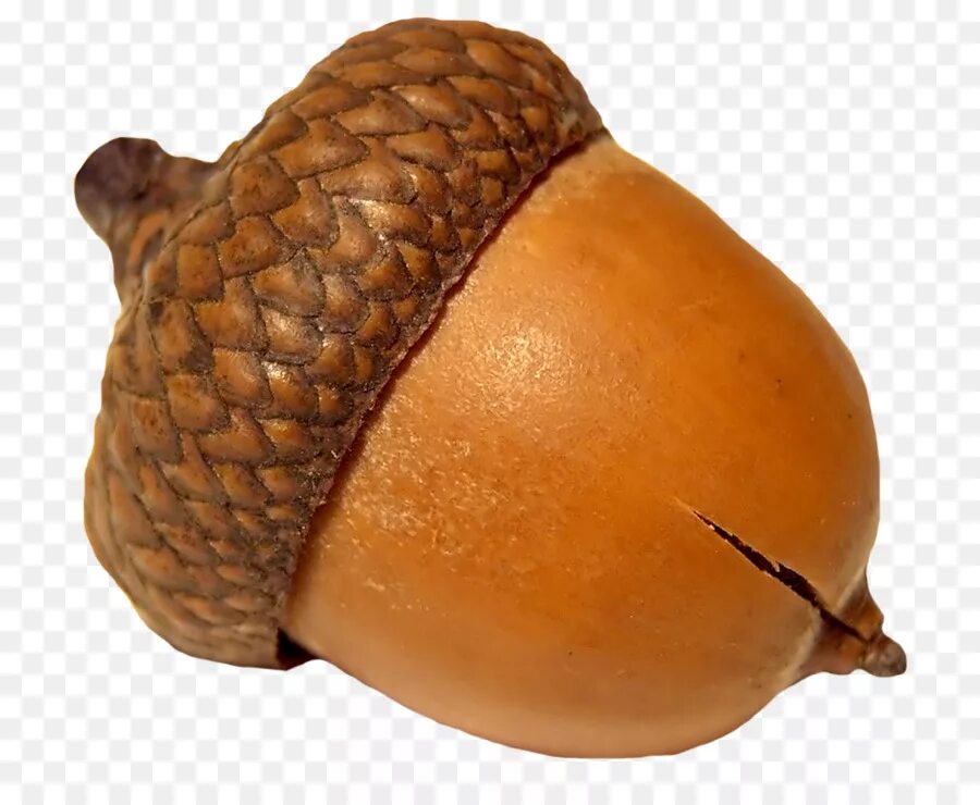 Много желудей. Орех и желудь плод. Жёлуди дуба. Семена дуба. Дуб черешчатый плод.