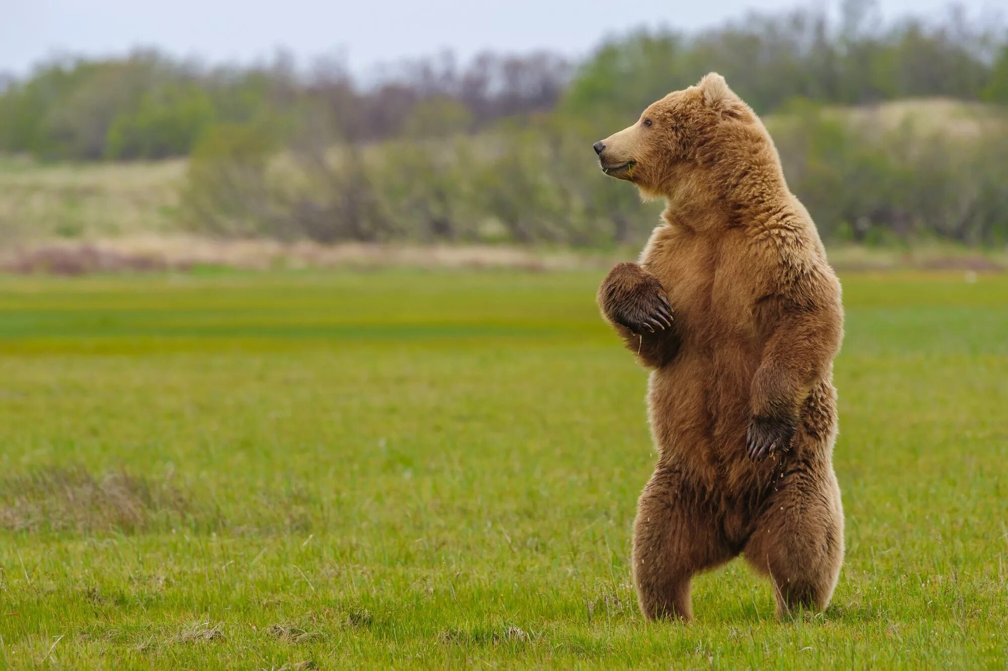 Бурый медведь. Бурый медведь рост. Медведь Гризли на задних лапах. Кантабрийский бурый медведь.