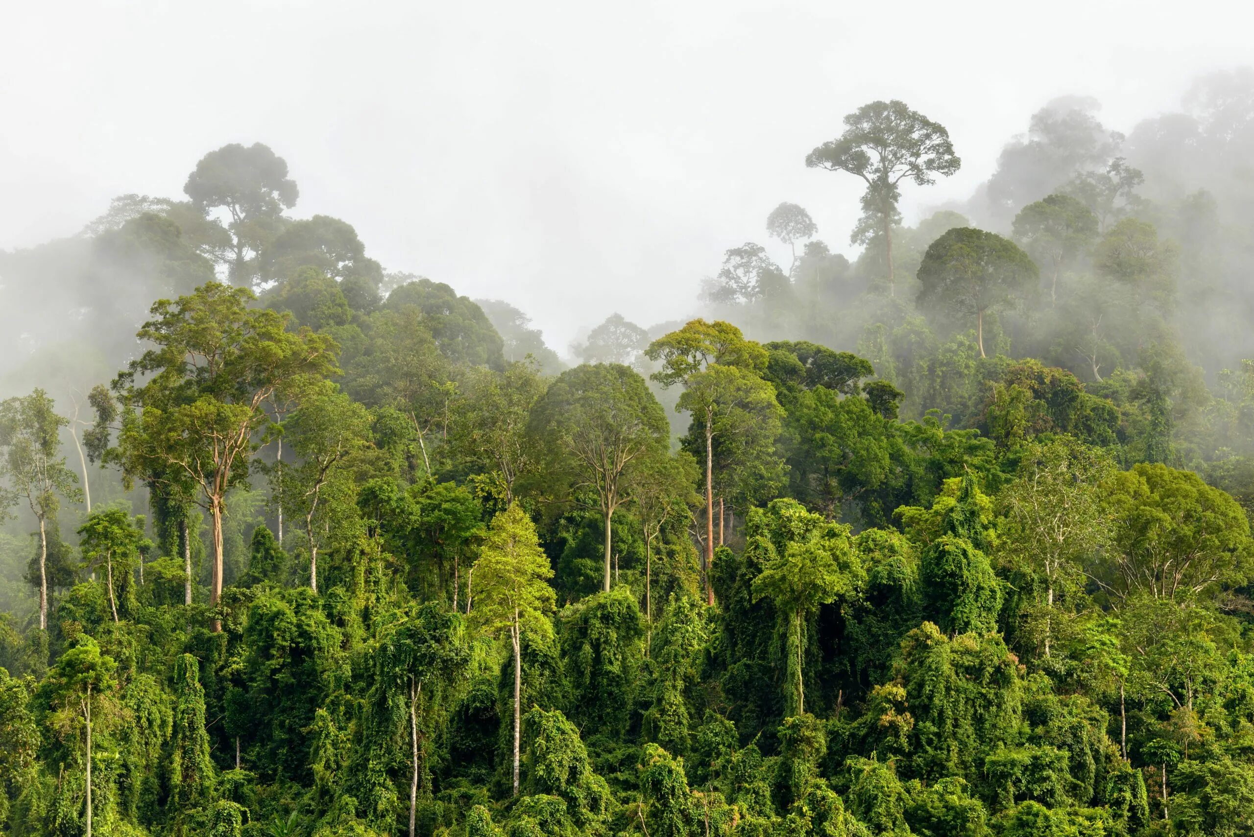 Вечнозеленая страна. Джунгли Борнео Индонезия. Калимантан Малайзия тропические леса. Тропикал Рейнфорест. Вечнозеленые тропические дождевые леса.