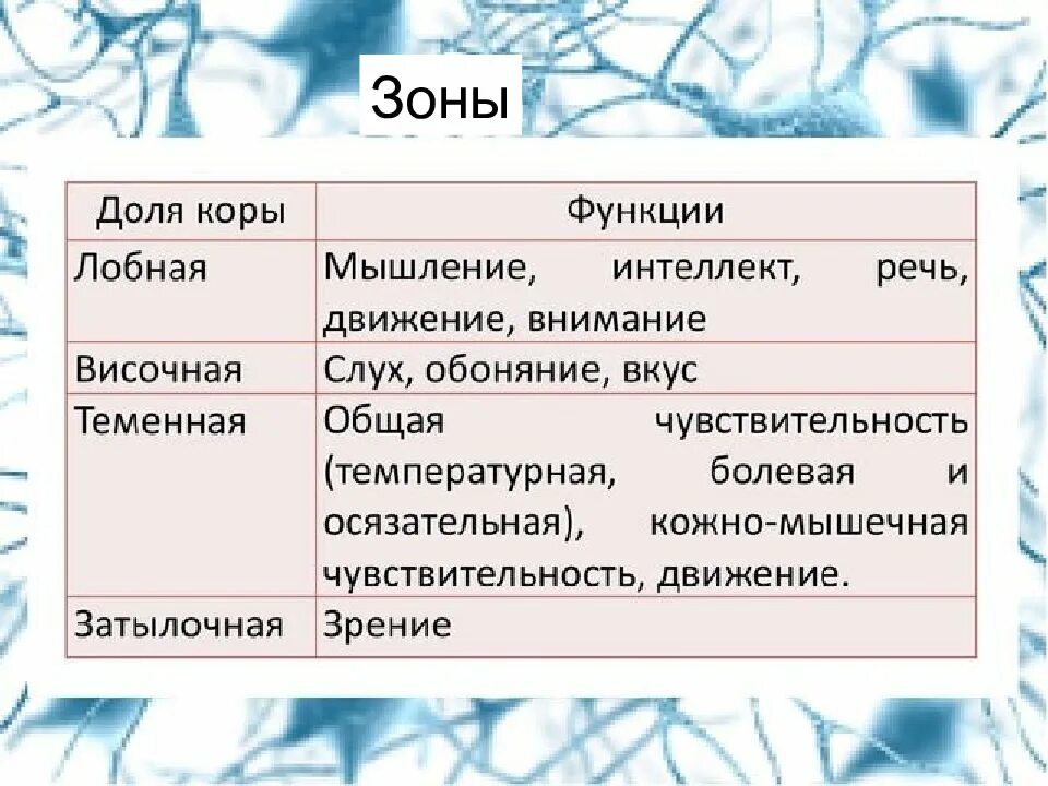 Большие полушария функции таблица. Функции отделов коры больших полушарий таблица. Доли полушария головного мозга таблица. Функции большого полушария головного мозга таблица.