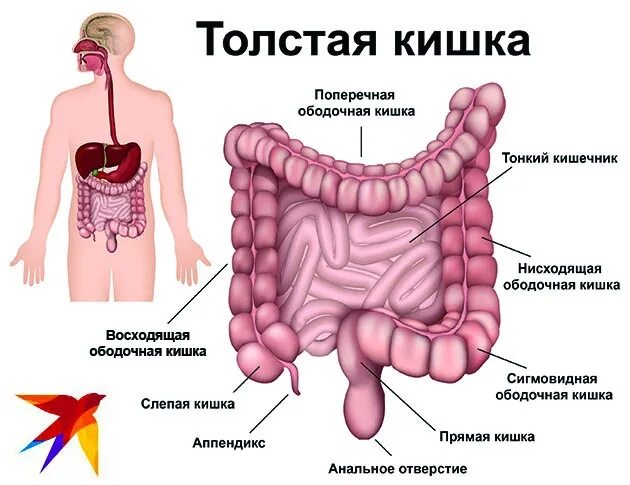 Толстая кишка анатомия отделы. Строение кишечника человека схема. Анатомия кишечника человека схема. Анатомия Толстого кишечника. Прямая толстая и тонкая кишка