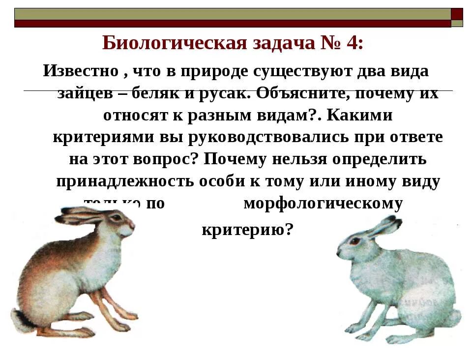 Черты сходства зайца беляка и зайца. Заяц Беляк морфологический критерий. Критерии зайца беляка и зайца русака.