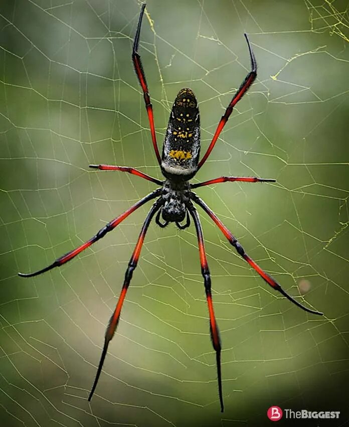 Все пауки. Паук золотопряд Nephila. Кругопряд Нефила. Гигантский паук золотопряд (Nephila). Мадагаскарский паук кругопряд.