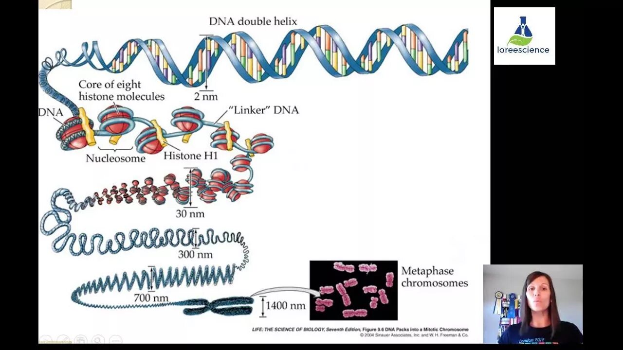 Эукариотическая клетка молекула днк. 5 Уровней компактизации ДНК. Уровни компактизации хроматина. Структурная организация ДНК уровни компактизации. Упаковка ДНК В ядре.