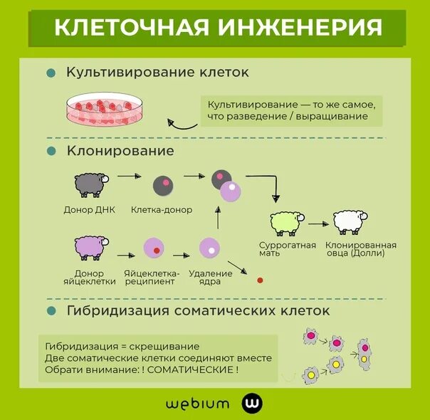 Биотехнология гибридизация. Методы селекции клеточная инженерия. Клеточная инженерия это в биологии 9 класс. Клеточная инженерия примеры. Клеточная и генная инженерия клонирование.