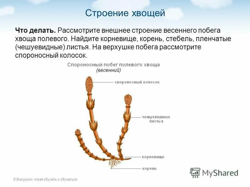 Хвощ полевой корневище