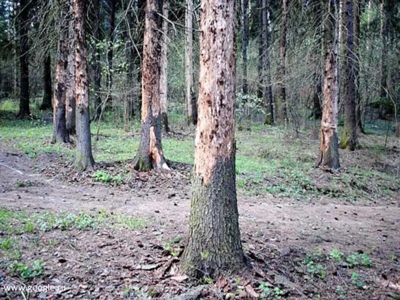 Лес редеет. Короед типограф повреждения деревьев. еловый лес пораженный короедом типографом. ельники пораженные короедом-типографом. сосновый короед типограф.