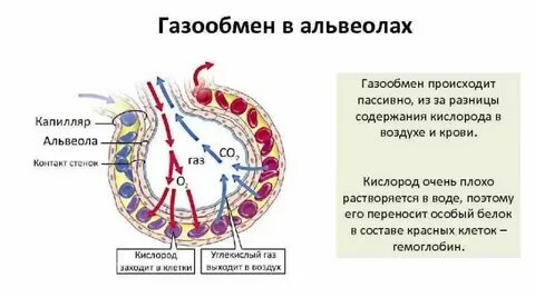 Расскажите какие процессы происходят в легочных альвеолах
