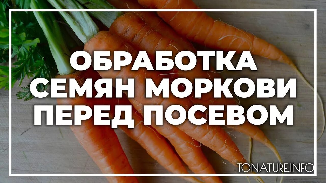 Чем обработать морковь перед посадкой