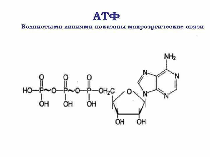 Рисунок молекулы атф. Структурная формула АТФ биохимия. Строение АТФ формула. АТФ формула структурная. Структурная формула АТФ связи.