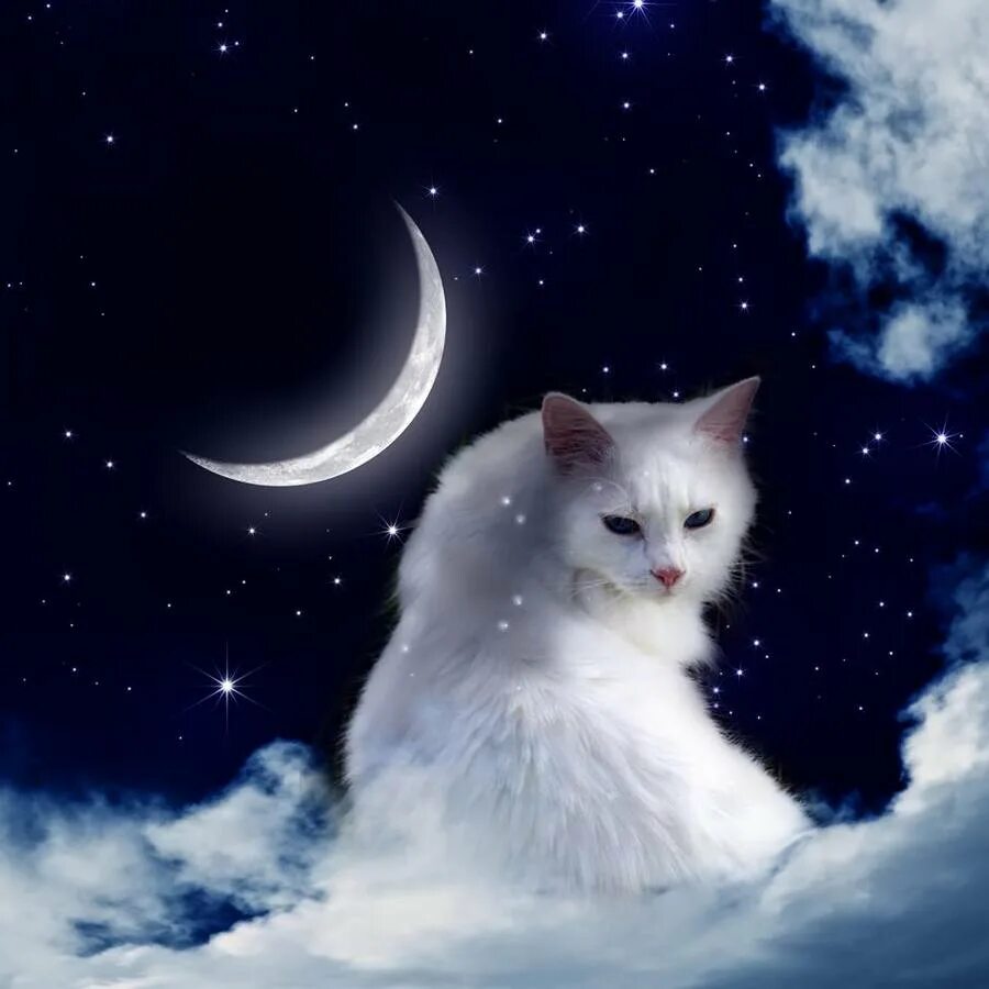 Кот на Луне. Кошка ночью. Кошка Луна. Кот магия. Песня кошка ночь