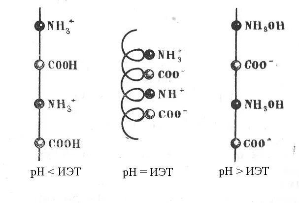 Белковая точка. ИЭТ белков. В изоэлектрической точке белок является. В изоэлектрической точке белки име. Изоэлектрическая точка белков РН.