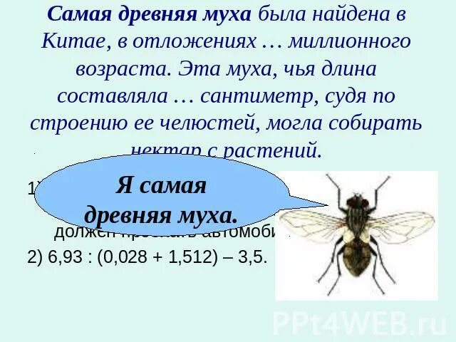 Чья это Муха. Муха 20 сантиметров. И пока эта Муха будет. Чья это Муха Кабаков.