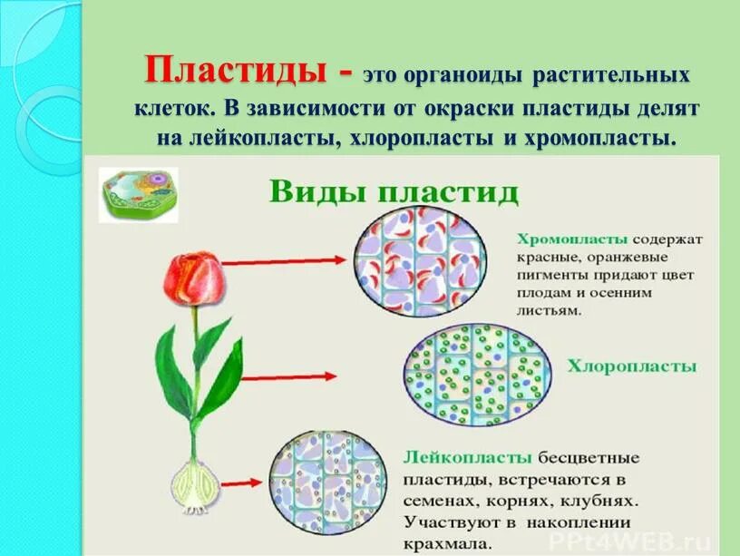 Пластиды в клетках растений. Строение клетки 9 класс биология пластиды. Лейкопласты пластиды цвета.