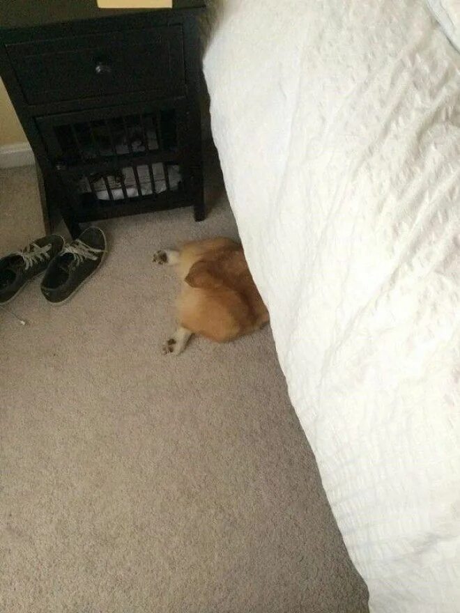 Кот затаился. Кот спрятался. Прятки с котом. Я спрятался. Кот прячется за занавеской.