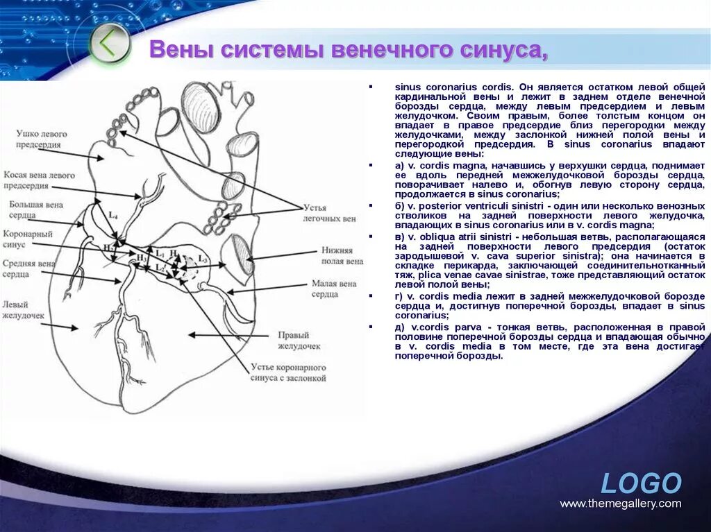 Cordis латынь. Вена системы венечного синуса сердца. Венечный синус правого предсердия. Вены коронарного синуса. Система вен венечного синуса.