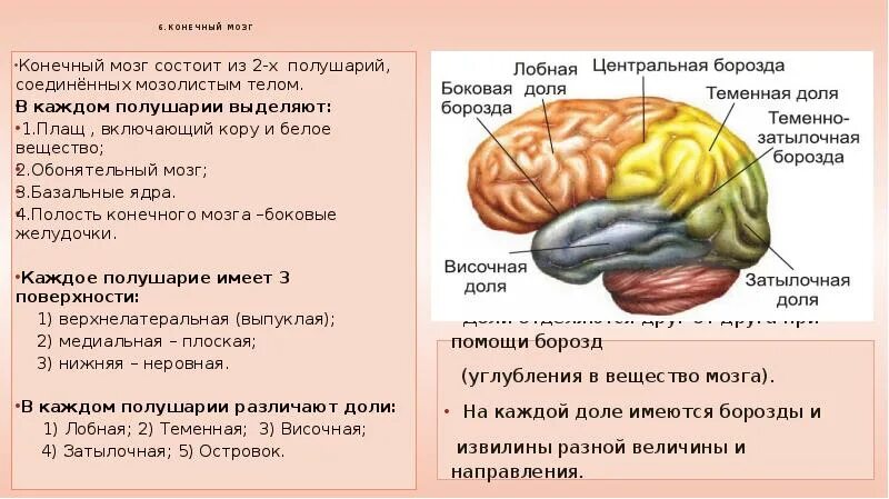 Строение и функции конечного мозга больших полушарий. Строение конечного мозга человека. Строение коры конечного мозга. Конечный мозг большой мозг строение.