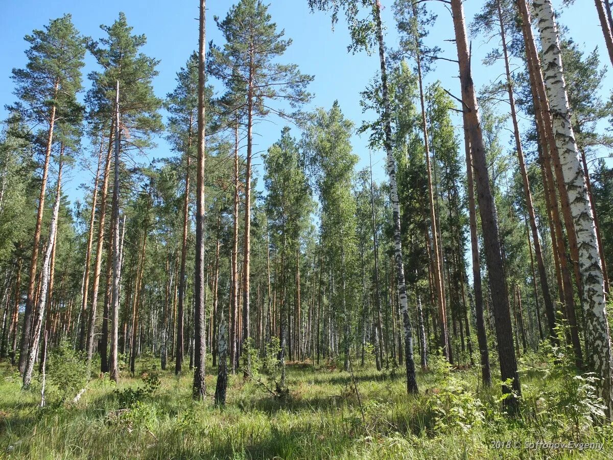 Смежные леса. Леса Ульяновской области. Леса Ульяновской области фото. Близлежащие леса. Старая Рачейка.