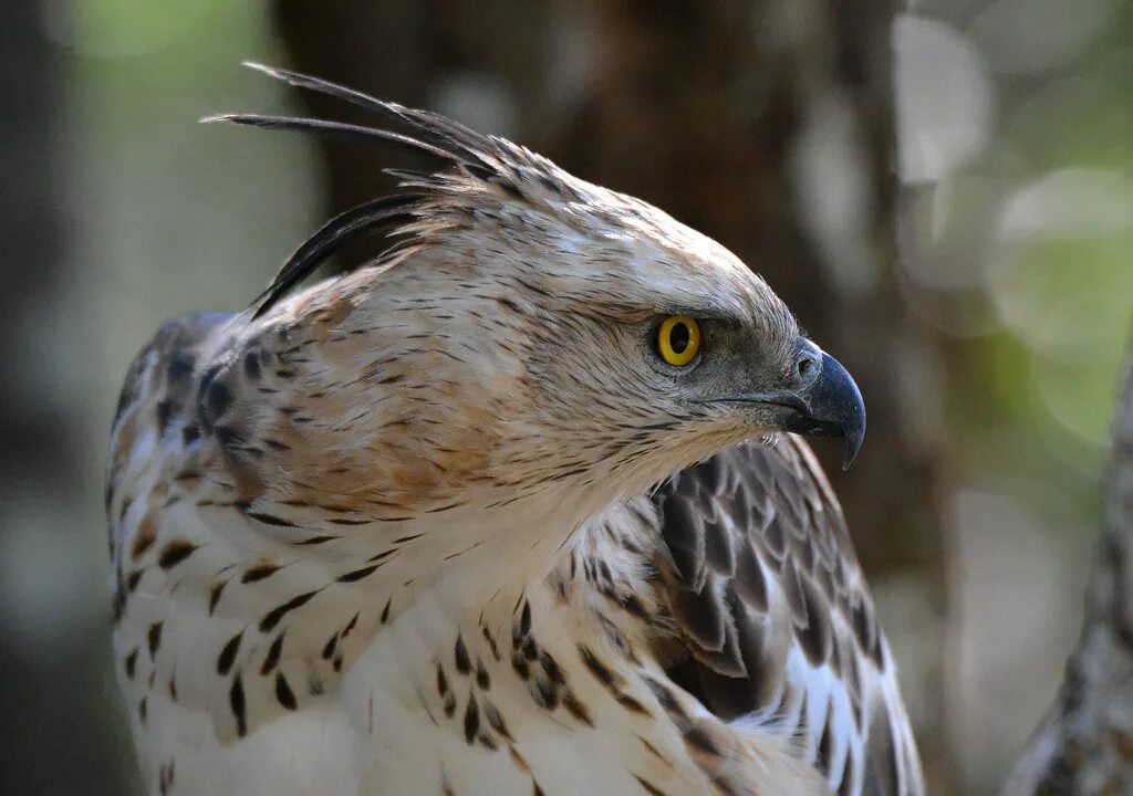Hawk eagle. Crested eagle. mr hawk eagle. mountain crested eagle.