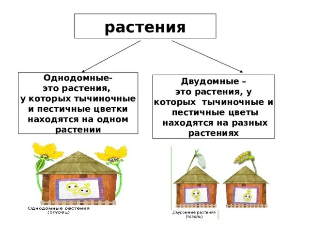 Обоеполые однодомные двудомные. Однодомные и двудомные цветки. Однодомные и двудомные растения схема. Сообщение на тему что такое однодомные и двудомные растения. Таблица однодомных и двудомных.