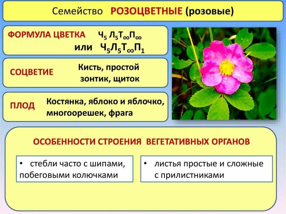 Строение семейства розоцветных растений двудольных. Формула цветка семейство Розоцветные семейство. Ареал розоцветных. Семейство розоцветных растений таблица.