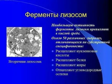 Ферменты содержатся в лизосоме
