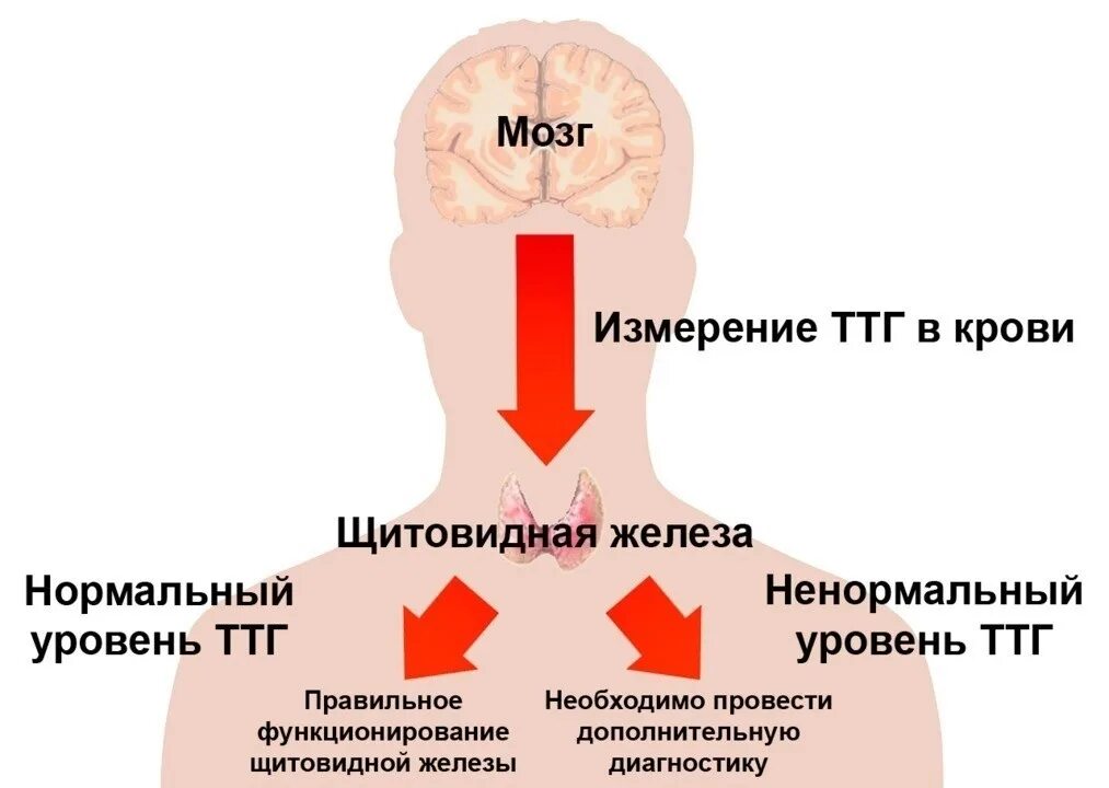 Ттг повышены это что означает. Гормоны щитовидной железы тиреотропный гормон. Исследование уровня гормонов щитовидной железы. Щитовидная железа ТТГ 3. ТТГ гормон 4.60.